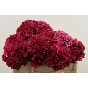 Hydr M Rubyred 50-16