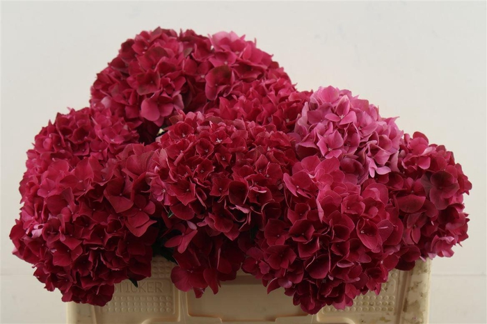 <h4>Hydr M Rubyred 50-16</h4>