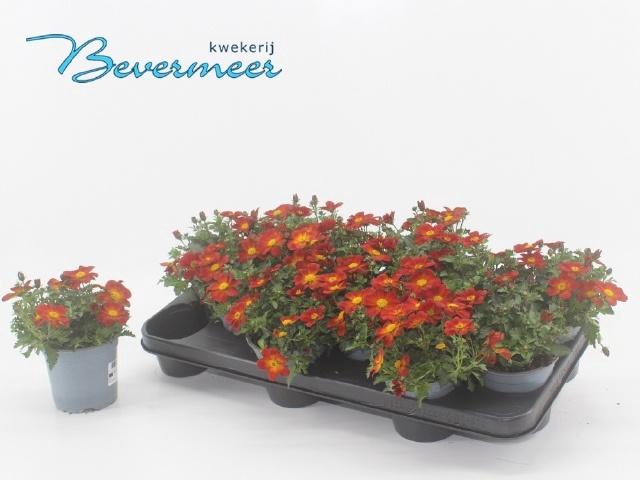 <h4>BID ELDORO RED</h4>