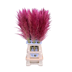 Cortaderia Opgetrokken Purple Stem