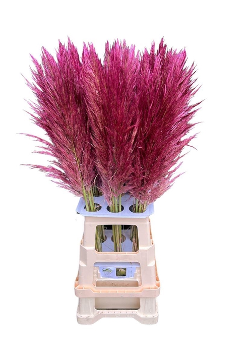 <h4>Cortaderia Opgetrokken Purple Stem</h4>