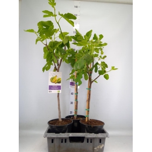 Ficus carica