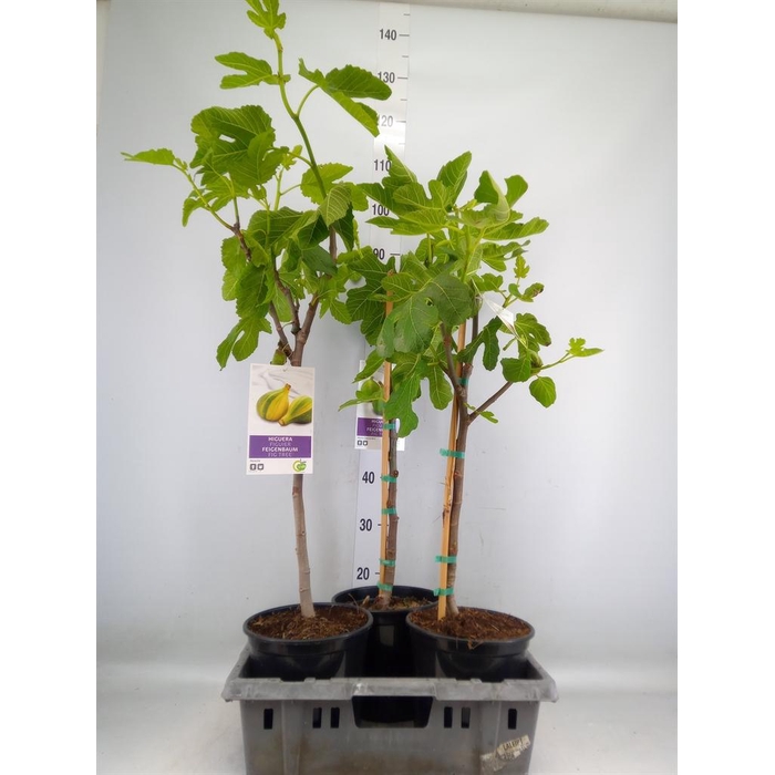 <h4>Ficus carica</h4>