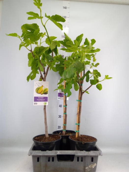 <h4>Ficus carica</h4>