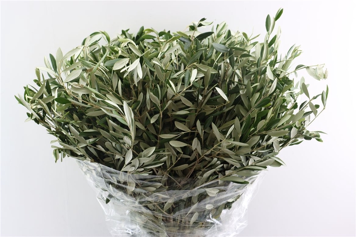 <h4>Olijf 70cm P Stem</h4>
