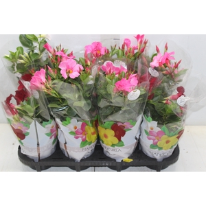 DIPLADENIA P15
