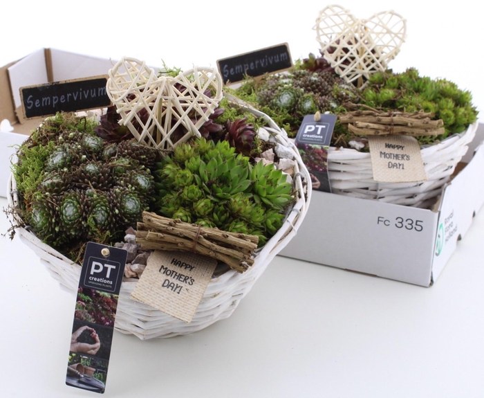 <h4>ARR SEMPERVIVUM</h4>