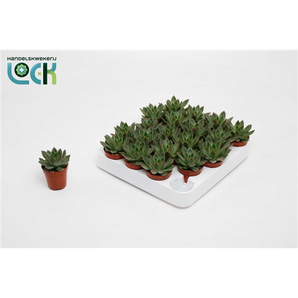 <h4>Echeveria Mexico</h4>