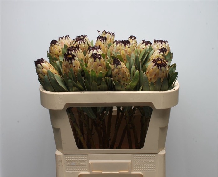 <h4>Protea Lady Pearl</h4>