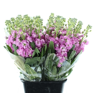 Matth Incana Iron Pink