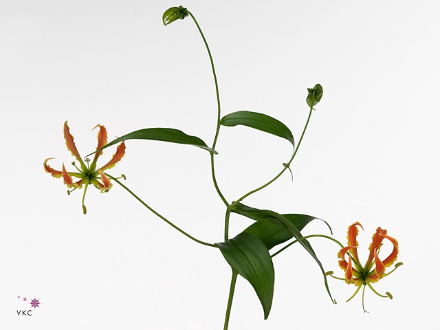 GLORIOSA SP ORANGE