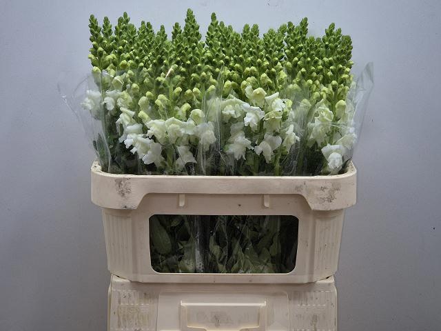 <h4>ANTIR ANTIBES WHITE</h4>