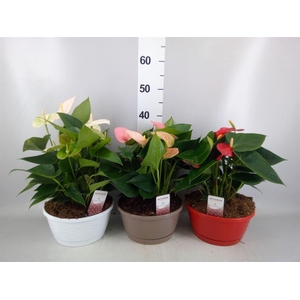 Anthurium andr.   ...mix  3