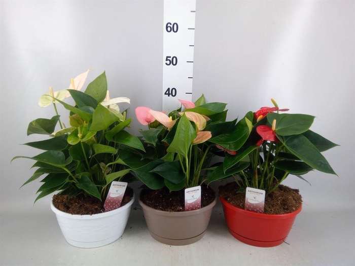 <h4>Anthurium andr.   ...mix  3</h4>