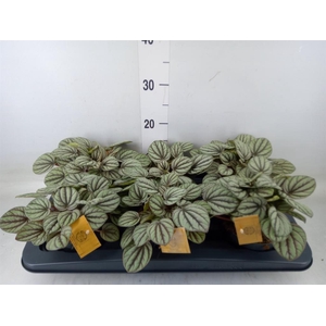 Peperomia