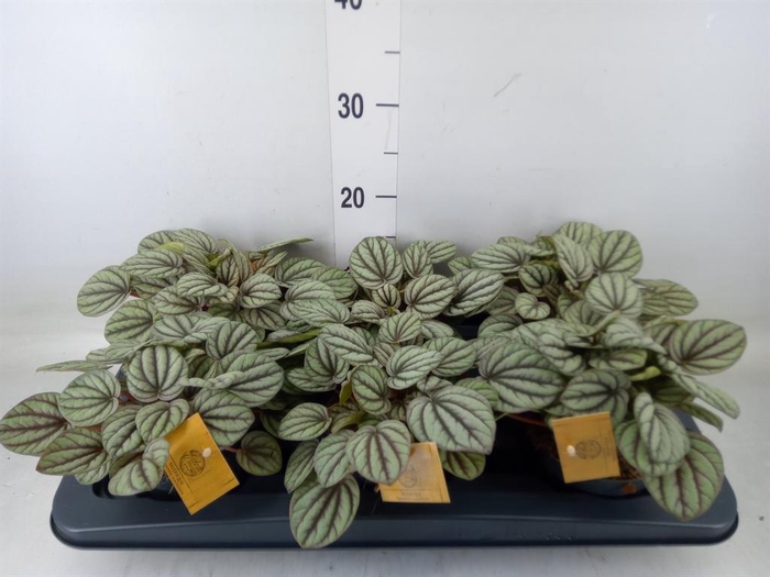 <h4>Peperomia</h4>