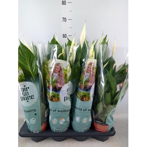 Spathiphyllum  'Pico Cupido'