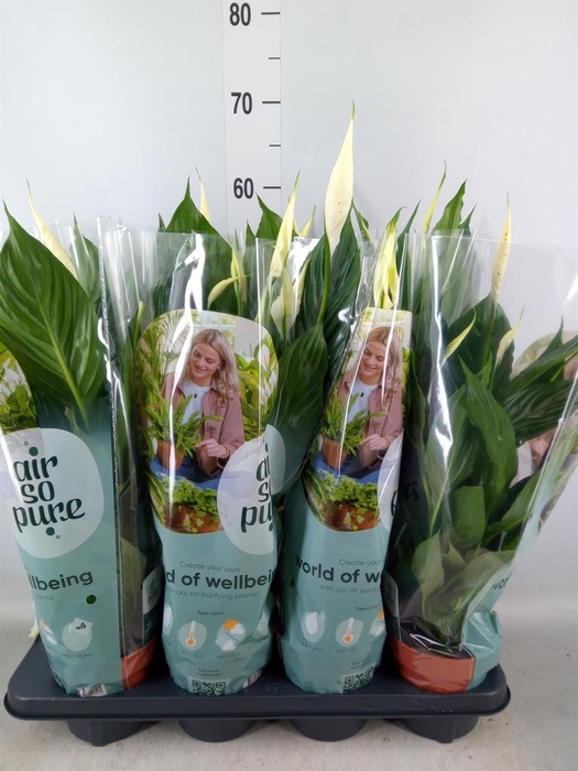 <h4>Spathiphyllum  'Pico Cupido'</h4>