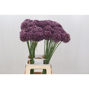 Allium Purple Mystery
