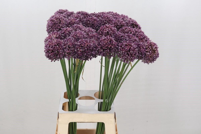 <h4>Allium Purple Mystery</h4>