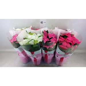 Euphorbia pulc. 'Princ'  ..mix