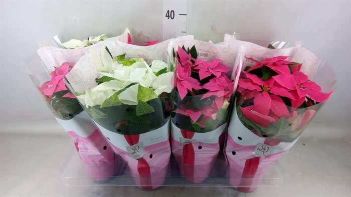 <h4>Euphorbia pulc. 'Princ'  ..mix</h4>