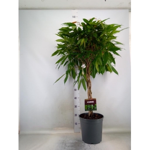 Ficus binn. 'Amstel King'