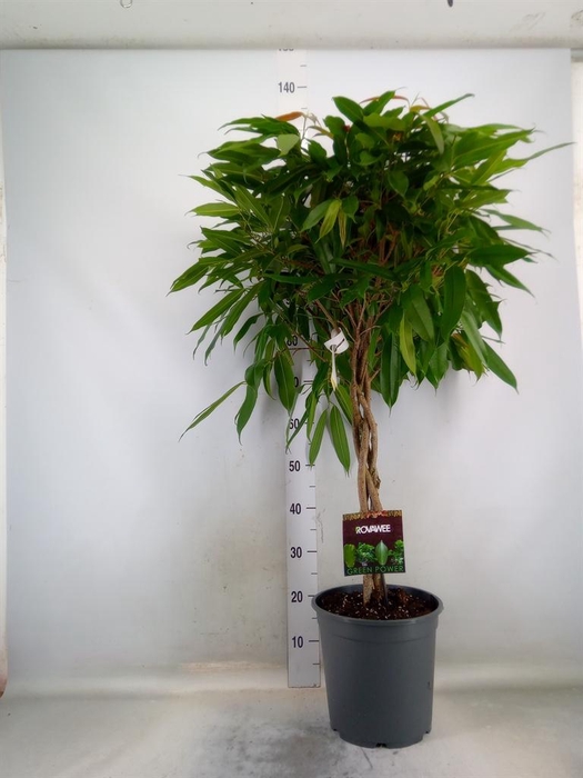 <h4>Ficus binn. 'Amstel King'</h4>