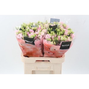 Eus G Chac Soft Pink