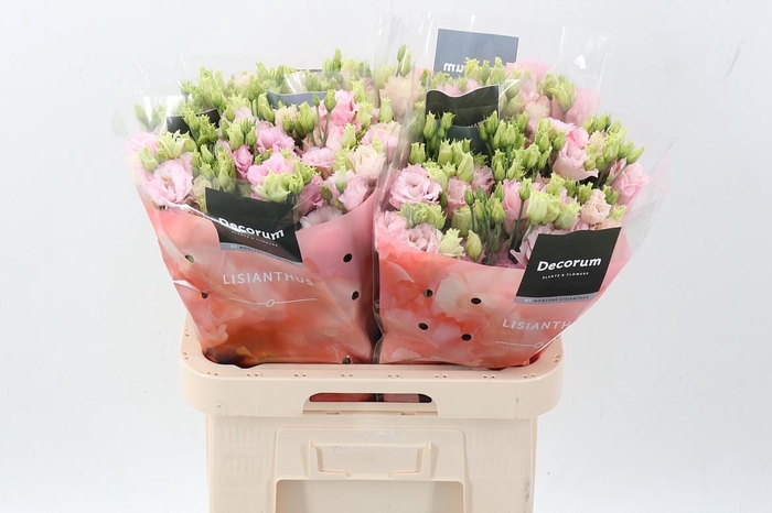 <h4>Eus G Chac Soft Pink</h4>