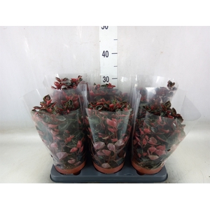 Peperomia columbiana
