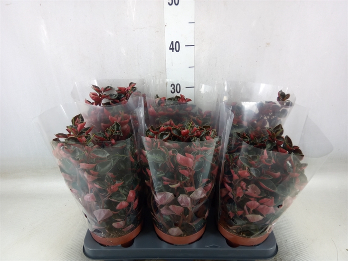 <h4>Peperomia columbiana</h4>