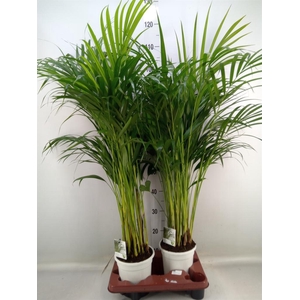 Dypsis lutescens   ...Chrysalidoca