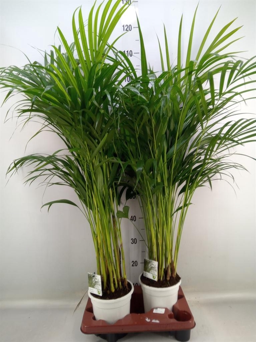 <h4>Dypsis lutescens   ...Chrysalidoca</h4>