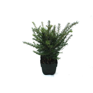 Taxus baccata