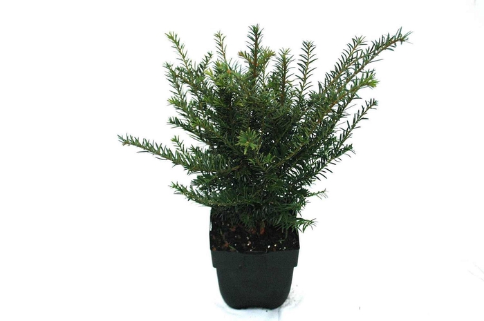 <h4>Taxus baccata</h4>
