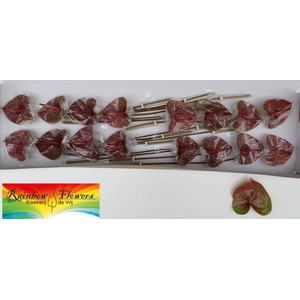 ANTH A EXQUISI QUEEN