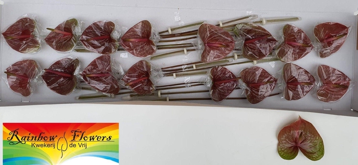 <h4>ANTH A EXQUISI QUEEN</h4>