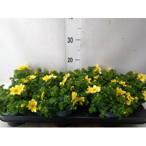 Bidens  'Goldstrike'