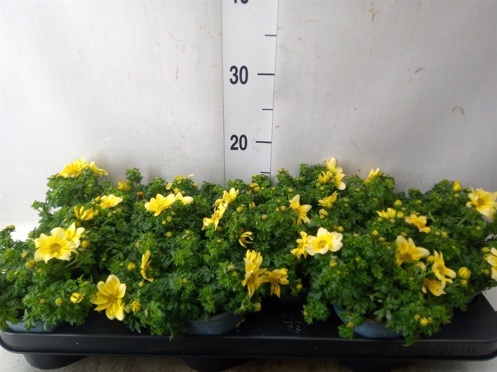 <h4>Bidens  'Goldstrike'</h4>