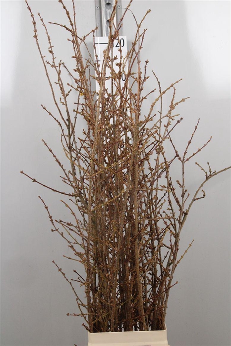 <h4>Forsy I Spectabilis</h4>