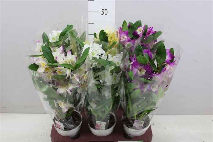 <h4>Dendrobium Nobilee Mix 2 Tak 8 Tros</h4>