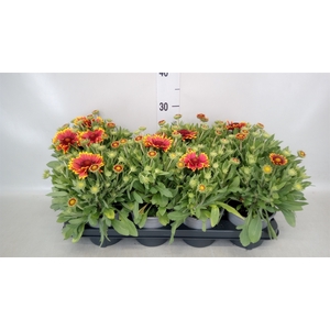 Gaillardia aristata