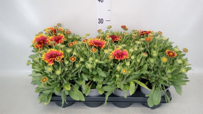 <h4>Gaillardia aristata</h4>