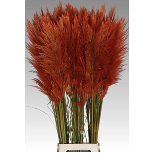 !! PROMO !! CORTA SELLOAN ORANJE