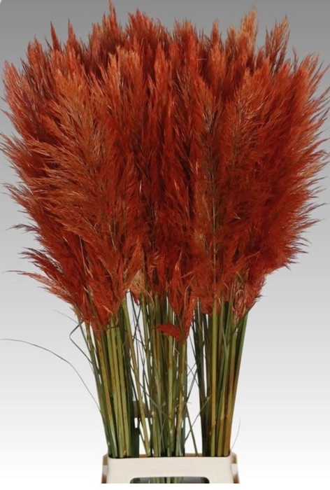 <h4>!! PROMO !! CORTA SELLOAN ORANJE</h4>