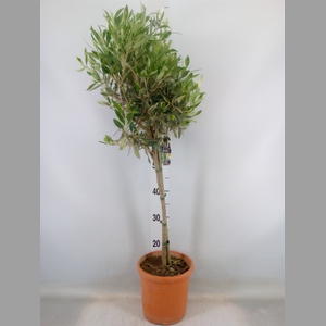 Olea europaea
