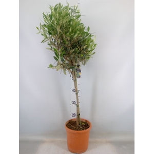 Olea europaea