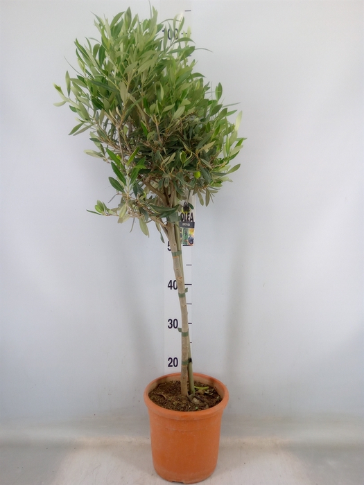 <h4>Olea europaea</h4>
