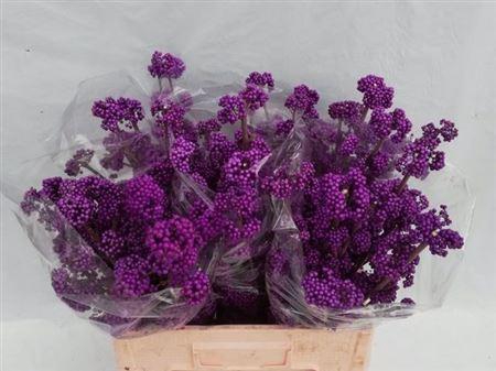 <h4>Callicarpa Bod Profu 60cm</h4>